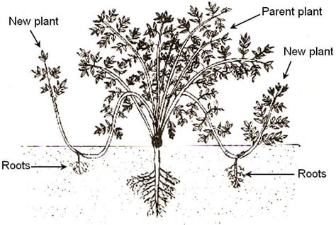 Layering is used for vegetative propagation of