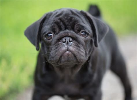 Black Pug Owner’s Guide | Our Fit Pets