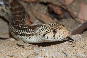 Gopher Snake Photo, Gopher Snake photos, Natural History Photography