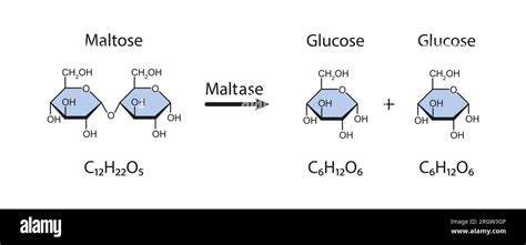 Maltase enzyme action, illustration, illustration Stock Photo - Alamy