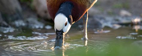 Duck, White-faced Whistling - Safari West