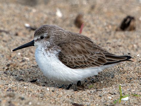 Western Sandpiper | Audubon Field Guide