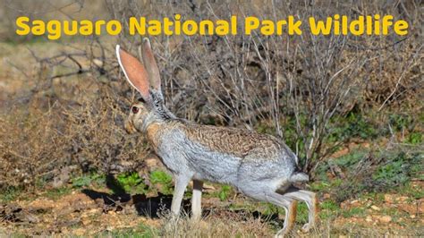 Saguaro National Park - Wildlife - Park Travel Review - YouTube