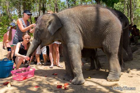 Elephant Jungle Sanctuary Phuket - Where to play with elephants in Phuket - Phuket 101