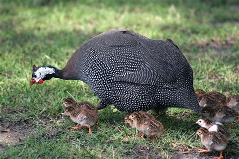 Guinea Fowl Symbolism - Spirit Animal Totems