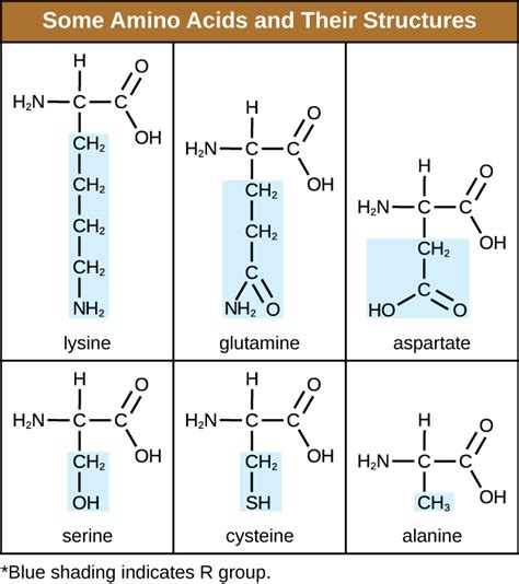 7.4: Proteins - Biology LibreTexts