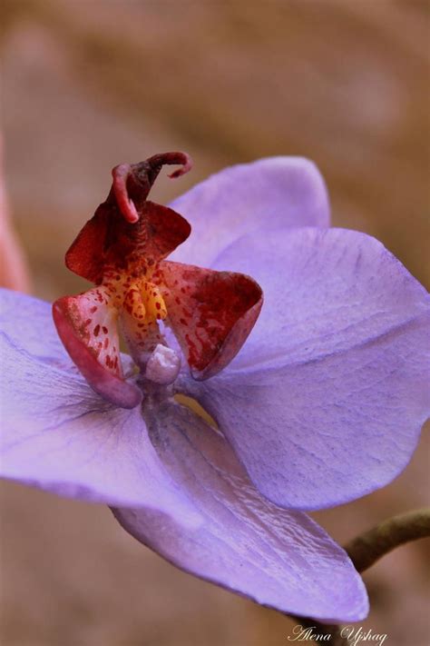 Moth Orchid ))) moth orchid ))) | Moth orchid, Orchids, Moth