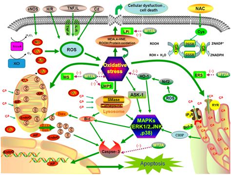 IJMS | Free Full-Text | Mammalian Metallothionein-2A and Oxidative Stress