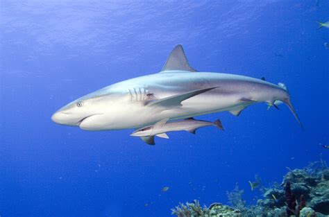 Carcharhinus perezi Caribbean reef shark with remora Echeneis naucrates Bahamas