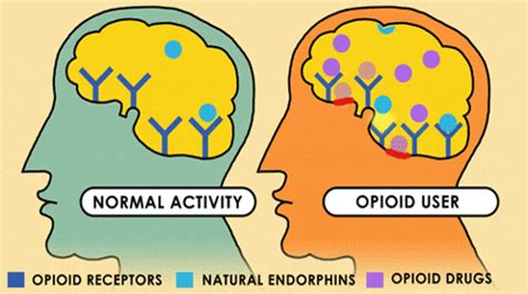 Opiate Receptors GIFs - Get the best GIF on GIPHY