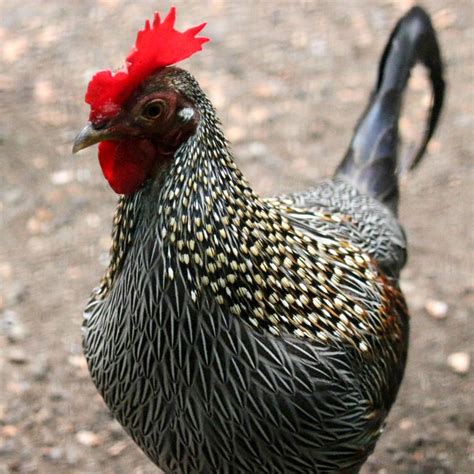 Grey Jungle Fowl (Junglefowl)