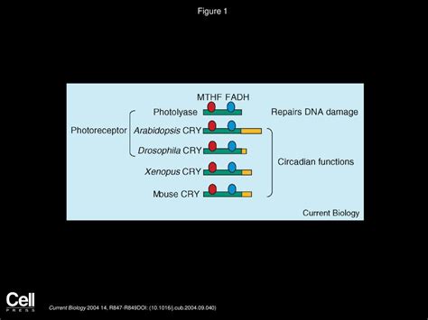 Cryptochromes: Tail-ored for Distinct Functions - ppt download