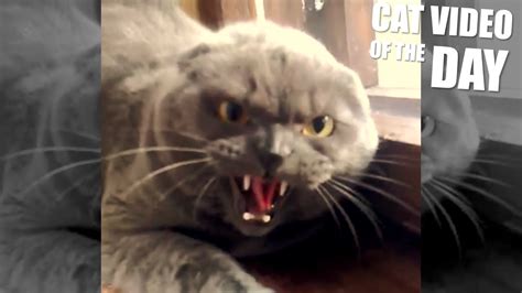 Angry Cat Meowing - YouTube