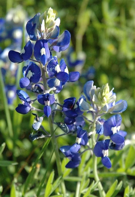 Bluebonnet | Texas, Wildflower, Annual | Britannica