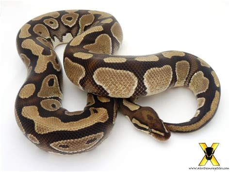 Russo Het Leucistic - Morph List - World of Ball Pythons | Ball python ...