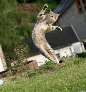 Create meme "flying cats, flying cat , flying cat" - Pictures - Meme ...