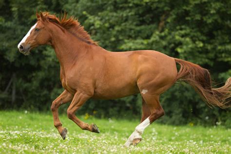 Real Horse Colors and Equine Color Genetics — BreyerHorses.com