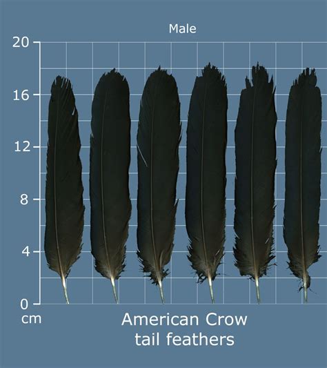 American Crow tail feathers - Pinned by The Mystic's Emporium on Etsy | Feather identification ...