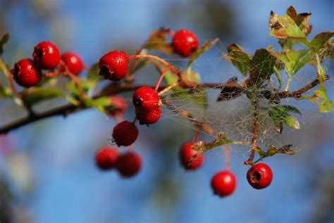 Free Images : nature, branch, cold, winter, fruit, berry, frost, ripe, ice, spring, frozen, twig ...