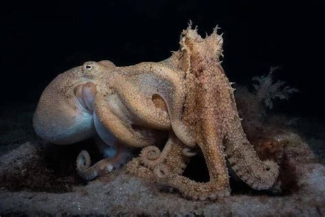 Octopus Reproduction: Why They Die After Mating | Misfit Animals