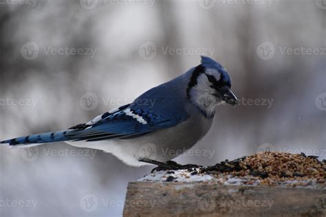 A blue jay at the bird feeder 4876960 Stock Photo at Vecteezy