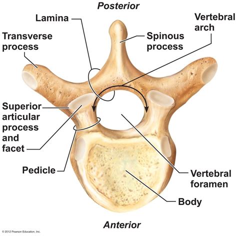 Vertebral Anatomy Vertebrae Thoracic Vertebrae Anatomy And Physiology | Images and Photos finder