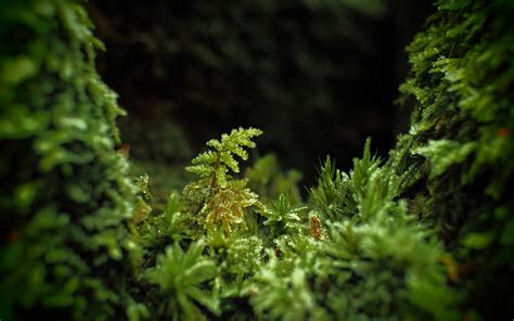 Daily Wallpaper: Macro Moss | Field wallpaper, Photo hack, Surreal photos