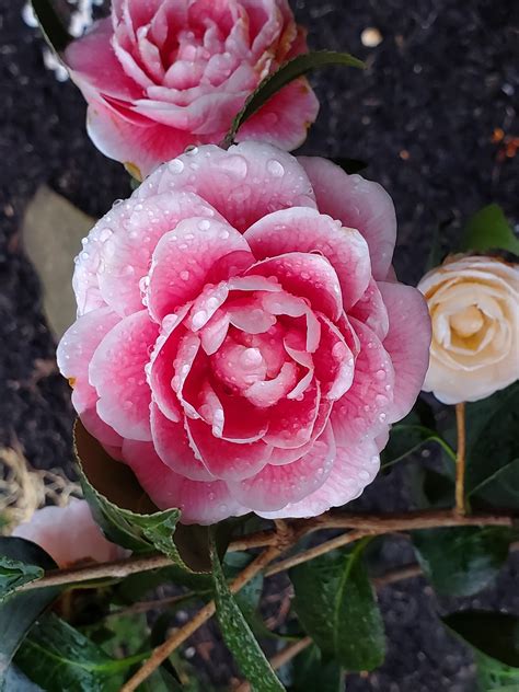 Planted a Camellia last spring and I finnaly get to see the blooms ...