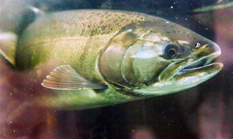 Genetically engineered salmon approved for human consumption | Inhabitat - Green Design ...