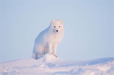 Arctic Fox Alopex Lagopus Sitting On Photograph by Danita Delimont