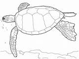 Kolorowanki Tortuga Staggering Dla Bestcoloringpagesforkids Sheets  sketch template