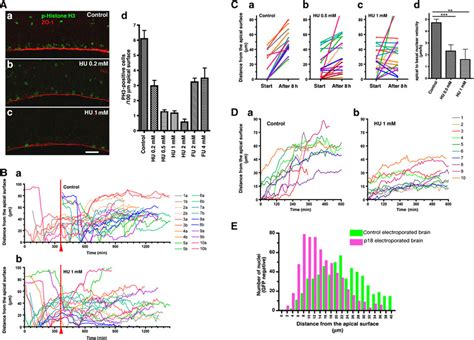 Cell-cycle arrest in S-phase perturbs apical-to-basal nuclear movement ...