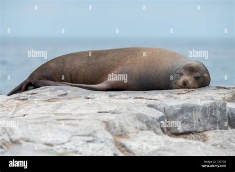 A Galapagos Sea Lion (Zalophus wollebaeki) sleeping on a rocky outcrop ...