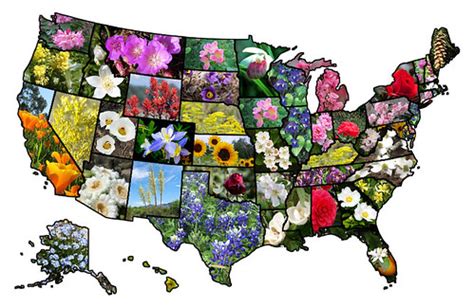 US map - state flowers | This work incorporates the followin… | Flickr