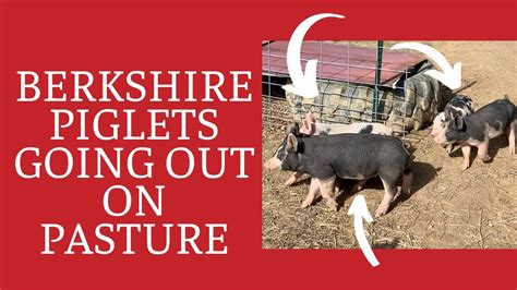 Raising Berkshire Pigs on Pasture - New Berkshire Piglets on the Farm - YouTube