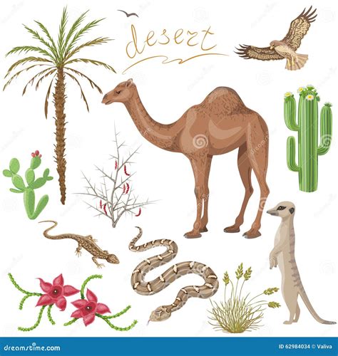 Animales Y Plantas Del Desierto