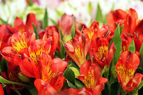 20 Best Alstroemeria Varieties To Grow | Horticulture.co.uk