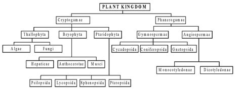 Notes for Plant Kingdom in Botany class 11 Botany