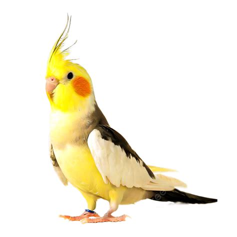 Yellow Bird On White Background, Bird, Yellow, Yellow Bird PNG Transparent Clipart Image and PSD ...