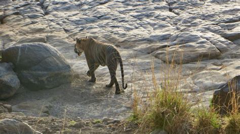 Tiger in India reserve | Good Nature Travel Blog