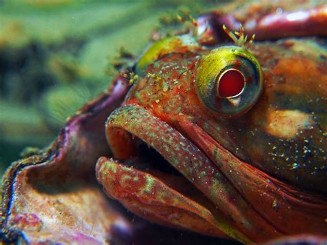 Sarcastic Fringehead | Nirupam Nigam | Flickr