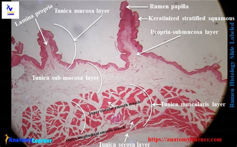 Rumen Histology Slide Identification with Labeled Diagram » AnatomyLearner >> Veterinary Anatomy ...