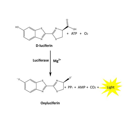 Firefly luciferase reporter assay │G-Biosciences