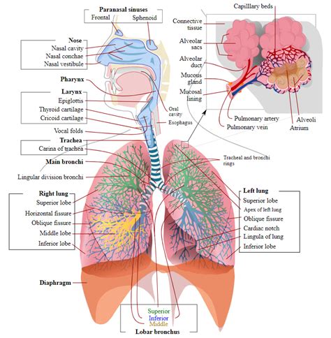 LadyofHats - Drawing Overview of the respiratory system - English labels | AnatomyTOOL