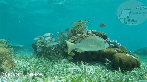 Snorkeling at San Pedro, Belize - YouTube