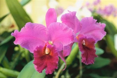 Live Hawaiian Cattleya Orchid Starter Plant 2" Pot 4" to 8" Tall - Walmart.com