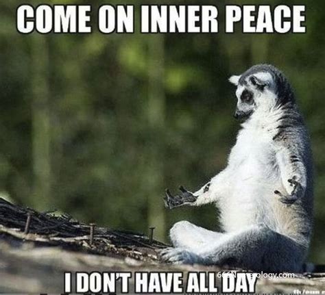 #meme #meditation #mindfulness #vibrations #memes #memesedaily #daily # ...