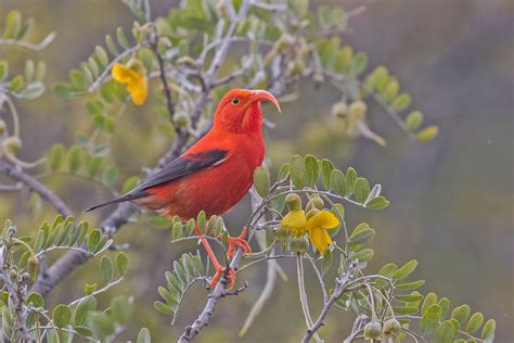 Hawaii Birding Tours - Birdwatching - Birds of Hawaii - Birdquest