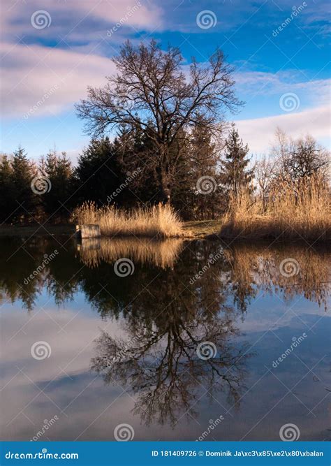 Reflection of Trees in Water Stock Photo - Image of gate, duck: 181409726