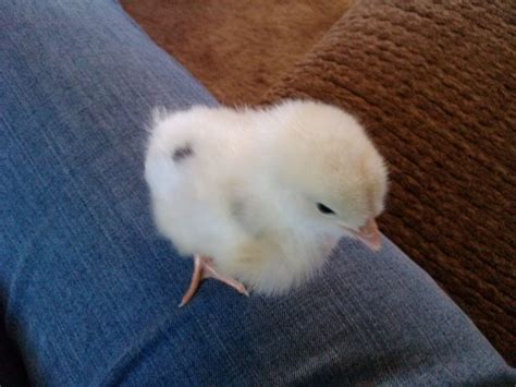 Baby Austra White. Lays white eggs. | BackYard Chickens - Learn How to Raise Chickens